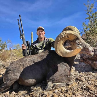 Desert bighorn sheep ram in Arizona