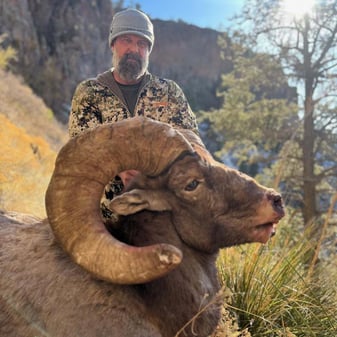 Rocky Mountain bighorn ram in Arizona